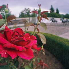 Lexington in early summer